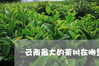 云南最大的茶树在哪里/2023092235351