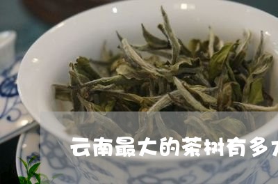 云南最大的茶树有多大/2023071658481