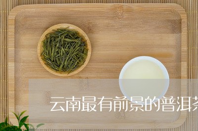 云南最有前景的普洱茶/2023062413816