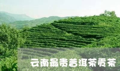 云南最贵普洱茶贡茶/2023091517581