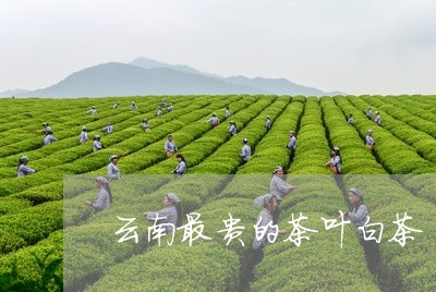 云南最贵的茶叶白茶/2023121558348