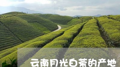 云南月光白茶的产地/2023121645279