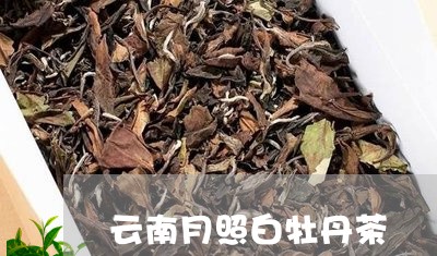 云南月照白牡丹茶/2023061493605