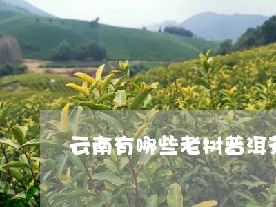 云南有哪些老树普洱茶/2023080227280