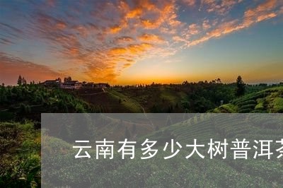 云南有多少大树普洱茶的/2023082837261