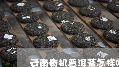 云南有机普洱茶怎样喝/2023080291896