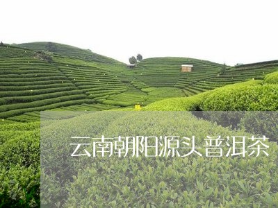 云南朝阳源头普洱茶/2023111065260