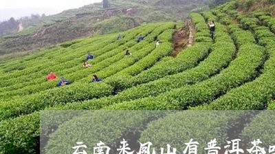 云南来凤山有普洱茶吗/2023092873157