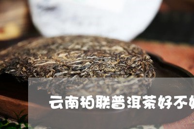 云南柏联普洱茶好不好/2023092761592