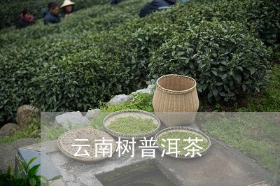 云南树普洱茶/2023042654053