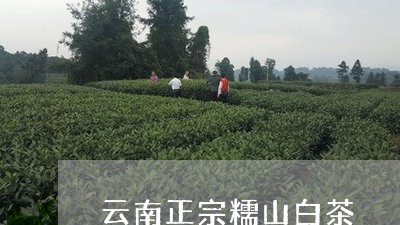 云南正宗糯山白茶/2023061447353