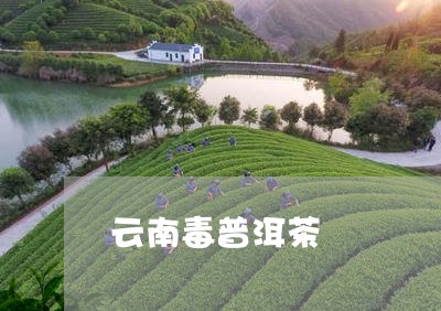 云南毒普洱茶/2023112694937