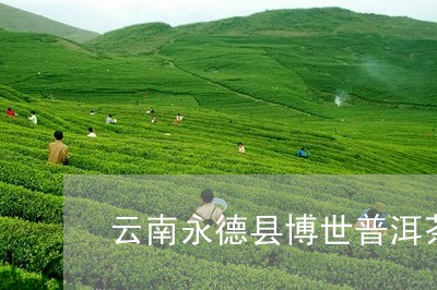 云南永德县博世普洱茶/2023062267392