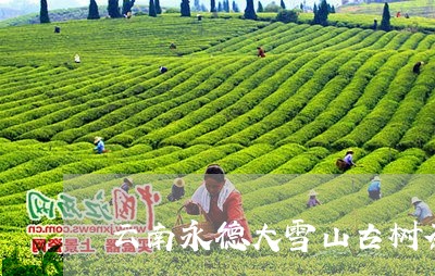 云南永德大雪山古树茶/2023071671704