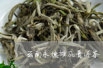 云南永德雄风普洱茶/2023091449484