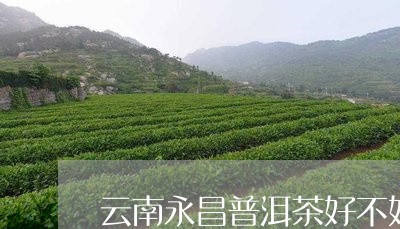 云南永昌普洱茶好不好/2023073136368