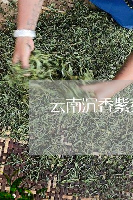 云南沉香紫芽茶的功效/2023071643716