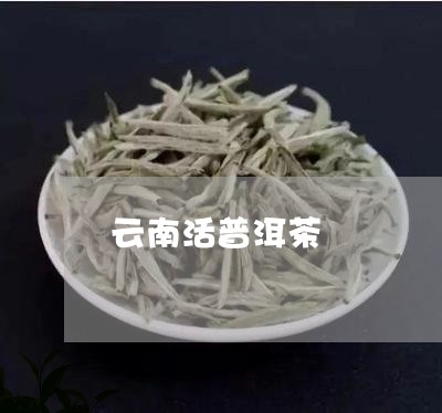 云南活普洱茶/2023102538270