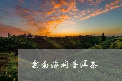 云南海润普洱茶/2023102643724