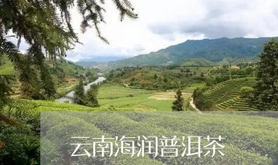 云南海润普洱茶/2023120318372