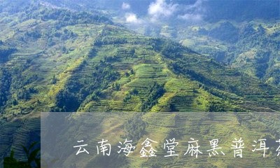 云南海鑫堂麻黑普洱茶/2023072425069