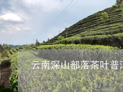 云南深山部落茶叶普洱茶好吗/2023052730570