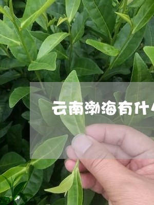 云南渤海有什么普洱茶出名/2023112590502