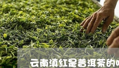 云南滇红是普洱茶的味道吗/2023110213058