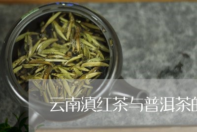 云南滇红茶与普洱茶的/2023093014947