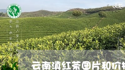 云南滇红茶图片和价格/2023092548401