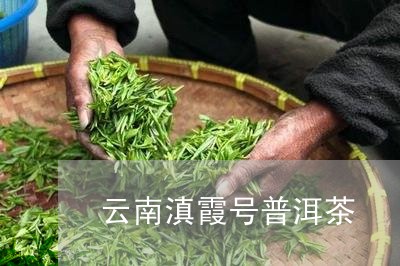 云南滇霞号普洱茶/2023082849582