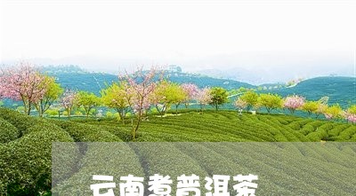 云南煮普洱茶/2023042723897