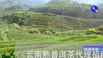 云南熟普洱茶代理招商/2023092526284