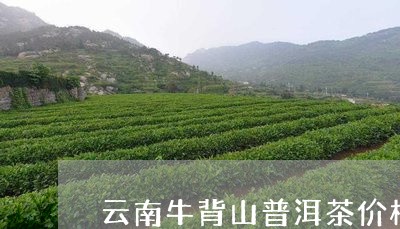 云南牛背山普洱茶价格表/2023050419179