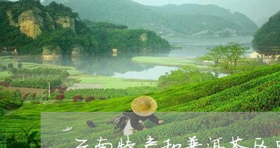 云南特产和普洱茶区别/2023062442025