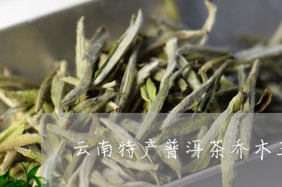 云南特产普洱茶乔木王/2023062349260