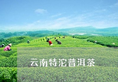 云南特沱普洱茶/2023102662593