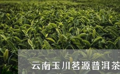 云南玉川茗源普洱茶/2023112658493