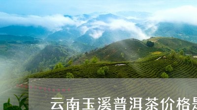 云南玉溪普洱茶价格是多少/2023112405948