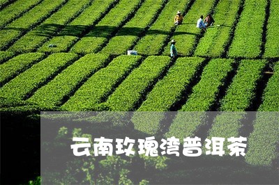 云南玫瑰湾普洱茶/2023120426050