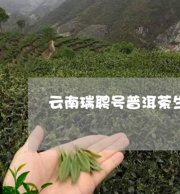 云南瑞聘号普洱茶生茶/2023062347258