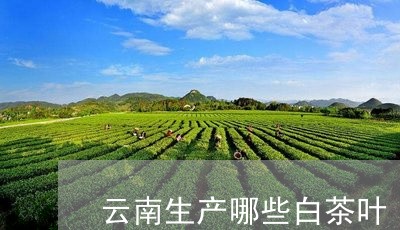 云南生产哪些白茶叶/2023121684926