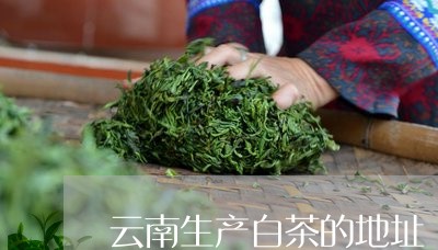 云南生产白茶的地址/2023121663717