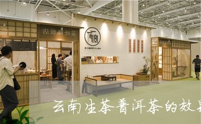 云南生茶普洱茶的效果/2023100715036