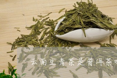 云南生青茶是普洱茶吗/2023073109382