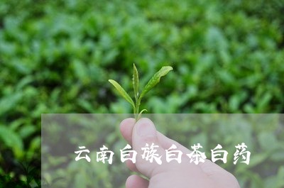 云南白族白茶白药/2023061493259