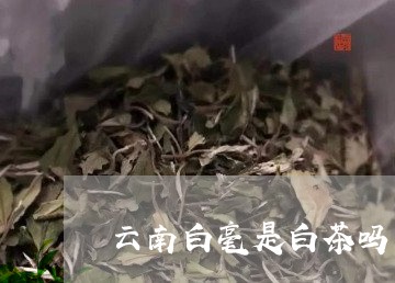 云南白毫是白茶吗/2023061451693