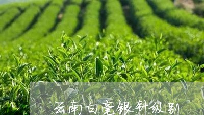 云南白毫银针级别/2023061497160