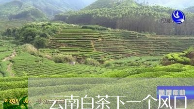 云南白茶下一个风口/2023071585050