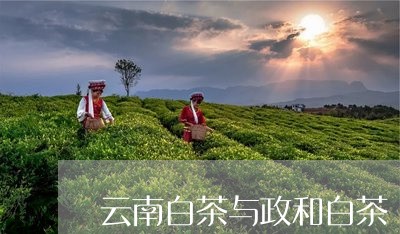 云南白茶与政和白茶/2023121672725